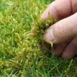 Moss Killer Myths Busted: What Really Works and What Doesn’t