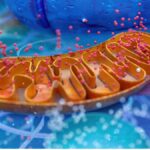 The Importance of Nukleotidy in Cellular Function and Metabolism