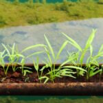 The Benefits of Using Pappedeckel in Everyday Life and Business