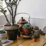 Caring for Suçculent: Essential Tips for Thriving Greenery
