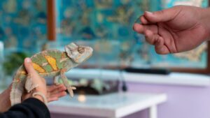 Kleptotoxicity Explained: How Some Species Sabotage Their Rivals