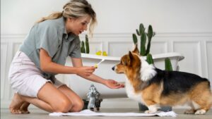 Top 5 Reasons to Visit PetQrdas.com for All Your Pet Needs