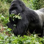 The Social Structure of Silverback Gorillas: Leaders of the Troop