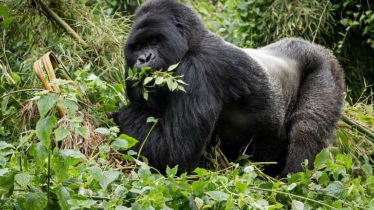 Silverback Gorillas